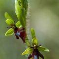 DSC_6153 Fliegen-Ragwurz (Ophrys insectifera)