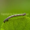 DSC_6225 Großer Frostspanner, Raupe (Erannis defoliaria)